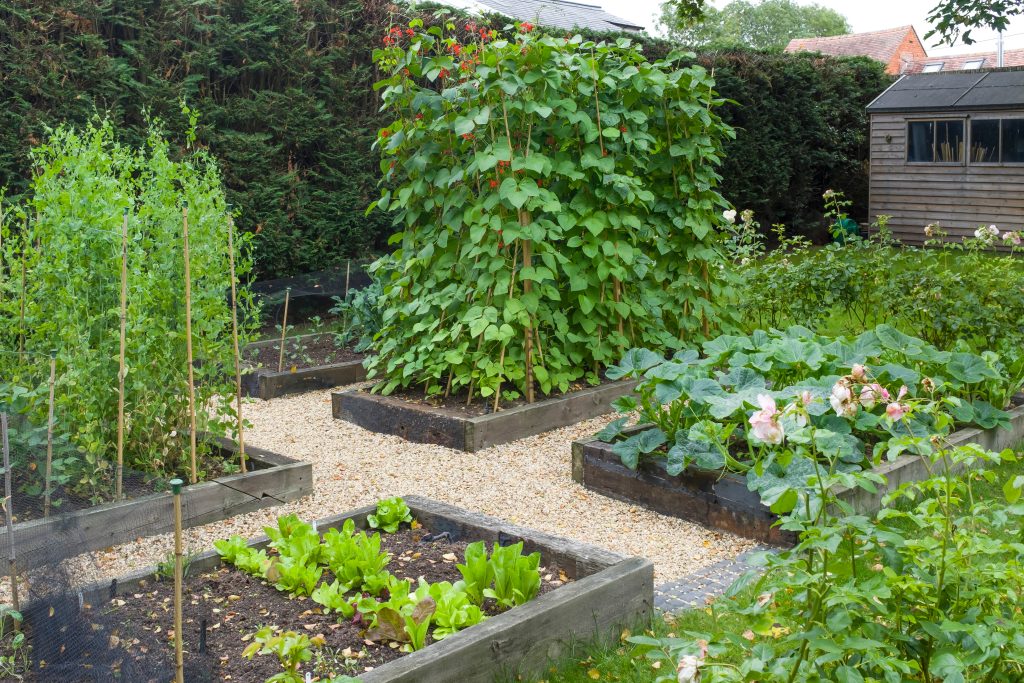 Vegetables growing in a large vegetable patch in a garden in England, UK