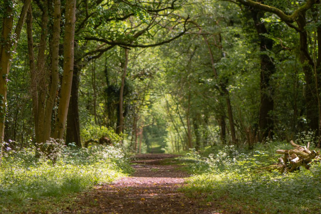Flowers line ride in springtime in Lower Woods, Gloucestershire, UK