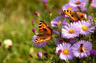Pollinator-Friendly Gardening – The Best Plants for Bees and Butterflies