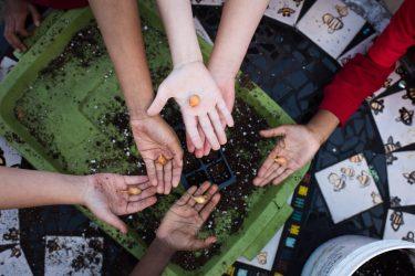 Seed Gathering Season 2025 – What It Is and How to Take Part