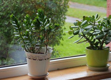 Bring the Outdoors In – National Indoor Plant Week 2025