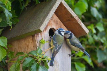 How to Make Your Garden Nature-Friendly