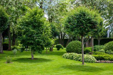 Why Every UK Garden Needs a Tree – And Which to Choose