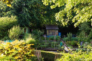 How to Create a Beautiful Allotment at Home