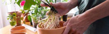 The Benefits of Terracotta for Plant Root Health