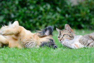 Dog and Cat-Safe Plants for a Pet-Friendly UK Garden