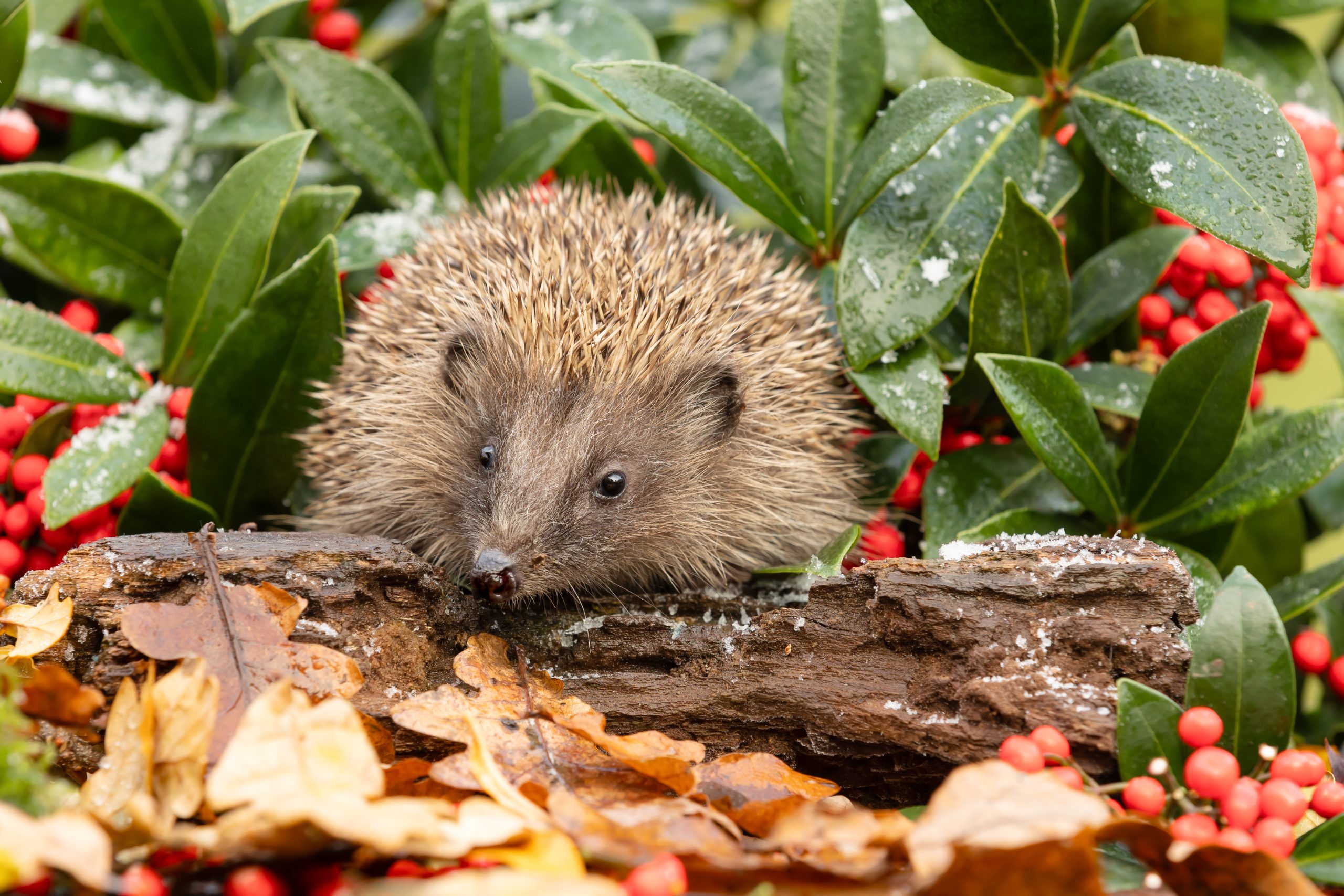 AdobeStock 686732685 scaled