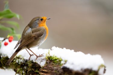How to Support Wildlife During Wintertime